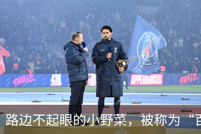 路边不起眼的小野菜，被称为“百菜之主”，易种易活，盆栽也爆盆